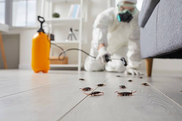 Commercial Kitchen Cockroach Control in Paia